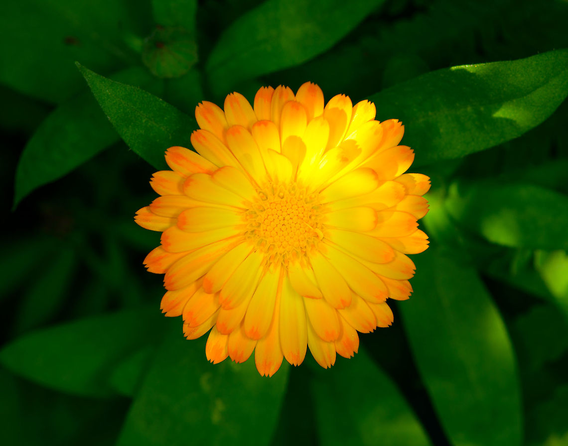 Pot marigold, Heesch, Netherlands Cultivated, in our backyard. Calendula officinalis,Europe,Heesch,Netherlands,Pot marigold,World