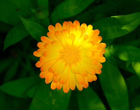Pot marigold
