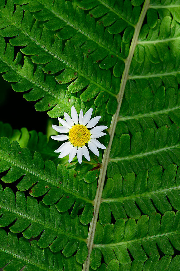 Corn Chamomile, Heesch, Netherlands Note: flower is growing through the fern. Anthemis arvensis,Corn Chamomile,Europe,Heesch,Netherlands,World
