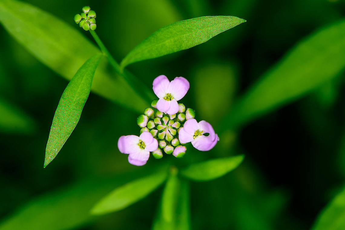 Garden candytuft, Heesch, Netherlands Cultivated.<br />
<figure class="photo"><a href="https://www.jungledragon.com/image/99156/garden_candytuft_-_flower_head_heesch_netherlands.html" title="Garden candytuft - flower head, Heesch, Netherlands"><img src="https://s3.amazonaws.com/media.jungledragon.com/images/2/99156_thumb.jpg?AWSAccessKeyId=05GMT0V3GWVNE7GGM1R2&Expires=1759968010&Signature=3hMwPm3IKTH%2BOgSoN9k96p60yPI%3D" width="140" height="152" alt="Garden candytuft - flower head, Heesch, Netherlands Cultivated.<br />
https://www.jungledragon.com/image/99155/garden_candytuft_heesch_netherlands.html<br />
https://www.jungledragon.com/image/99157/garden_candytuft_-_full_bloom_heesch_netherlands.html Europe,Garden candytuft,Heesch,Iberis umbellata,Netherlands,World" /></a></figure><br />
<figure class="photo"><a href="https://www.jungledragon.com/image/99157/garden_candytuft_-_full_bloom_heesch_netherlands.html" title="Garden candytuft - full bloom, Heesch, Netherlands"><img src="https://s3.amazonaws.com/media.jungledragon.com/images/2/99157_thumb.jpg?AWSAccessKeyId=05GMT0V3GWVNE7GGM1R2&Expires=1759968010&Signature=avUMrsuaTQvfLRLFSVW5xZHZPYA%3D" width="200" height="134" alt="Garden candytuft - full bloom, Heesch, Netherlands Cultivated.<br />
https://www.jungledragon.com/image/99155/garden_candytuft_heesch_netherlands.html<br />
https://www.jungledragon.com/image/99156/garden_candytuft_-_flower_head_heesch_netherlands.html Europe,Garden candytuft,Heesch,Iberis umbellata,Netherlands,World" /></a></figure> Europe,Heesch,Iberis umbellata,Netherlands,World,iberis umbellata