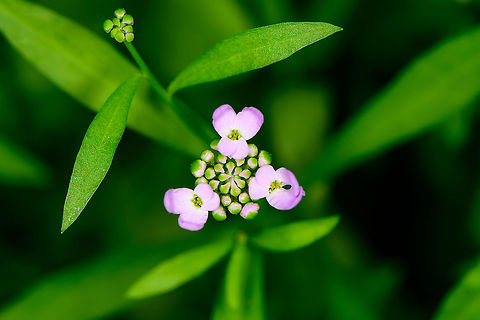 Garden candytuft, Heesch, Netherlands Cultivated.
https://www.jungledragon.com/image/99156/garden_candytuft_-_flower_head_heesch_netherlands.html
https://www.jungledragon.com/image/99157/garden_candytuft_-_full_bloom_heesch_netherlands.html Europe,Heesch,Iberis umbellata,Netherlands,World,iberis umbellata