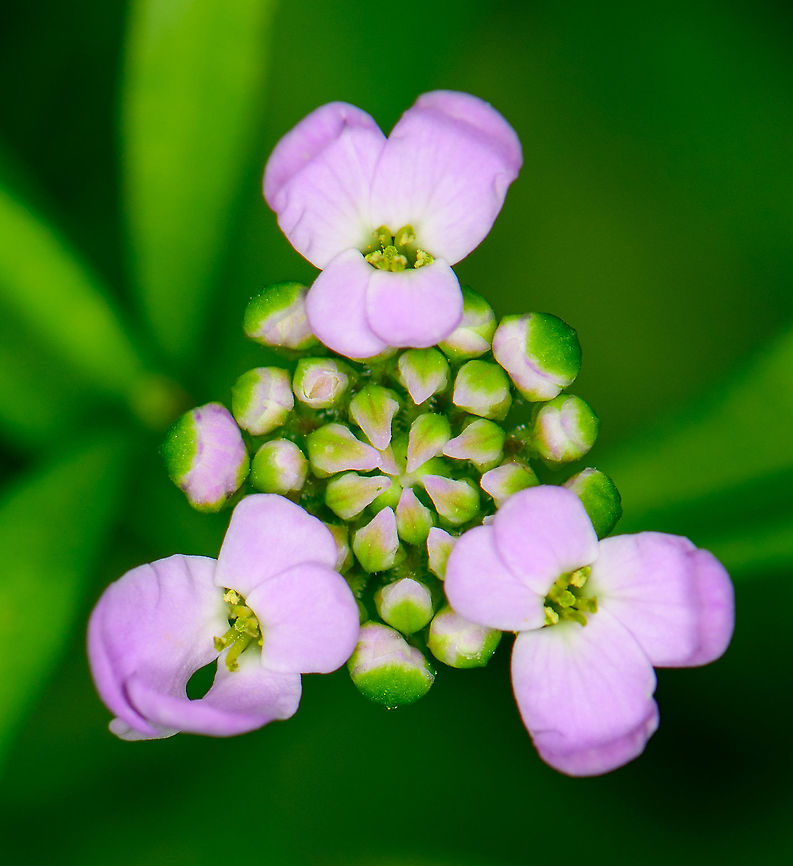 Garden candytuft - flower head, Heesch, Netherlands Cultivated.<br />
<figure class="photo"><a href="https://www.jungledragon.com/image/99155/garden_candytuft_heesch_netherlands.html" title="Garden candytuft, Heesch, Netherlands"><img src="https://s3.amazonaws.com/media.jungledragon.com/images/2/99155_thumb.jpg?AWSAccessKeyId=05GMT0V3GWVNE7GGM1R2&Expires=1769040010&Signature=Z%2BpdSJ3oMmvl1vLIQ5bbuwOthVw%3D" width="200" height="134" alt="Garden candytuft, Heesch, Netherlands Cultivated.<br />
https://www.jungledragon.com/image/99156/garden_candytuft_-_flower_head_heesch_netherlands.html<br />
https://www.jungledragon.com/image/99157/garden_candytuft_-_full_bloom_heesch_netherlands.html Europe,Heesch,Iberis umbellata,Netherlands,World,iberis umbellata" /></a></figure><br />
<figure class="photo"><a href="https://www.jungledragon.com/image/99157/garden_candytuft_-_full_bloom_heesch_netherlands.html" title="Garden candytuft - full bloom, Heesch, Netherlands"><img src="https://s3.amazonaws.com/media.jungledragon.com/images/2/99157_thumb.jpg?AWSAccessKeyId=05GMT0V3GWVNE7GGM1R2&Expires=1769040010&Signature=dcPj2YCpSq%2BdtNZfqw%2FmTQ7yXBc%3D" width="200" height="134" alt="Garden candytuft - full bloom, Heesch, Netherlands Cultivated.<br />
https://www.jungledragon.com/image/99155/garden_candytuft_heesch_netherlands.html<br />
https://www.jungledragon.com/image/99156/garden_candytuft_-_flower_head_heesch_netherlands.html Europe,Garden candytuft,Heesch,Iberis umbellata,Netherlands,World" /></a></figure> Europe,Garden candytuft,Heesch,Iberis umbellata,Netherlands,World