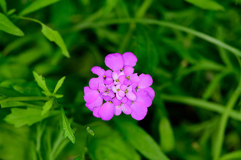 Garden candytuft