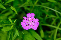 Garden candytuft - full bloom, Heesch, Netherlands Cultivated.<br />
https://www.jungledragon.com/image/99155/garden_candytuft_heesch_netherlands.html<br />
https://www.jungledragon.com/image/99156/garden_candytuft_-_flower_head_heesch_netherlands.html Europe,Garden candytuft,Heesch,Iberis umbellata,Netherlands,World