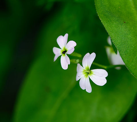 Carmadine sp? Heesch, Netherlands  Europe,Heesch,Netherlands,World