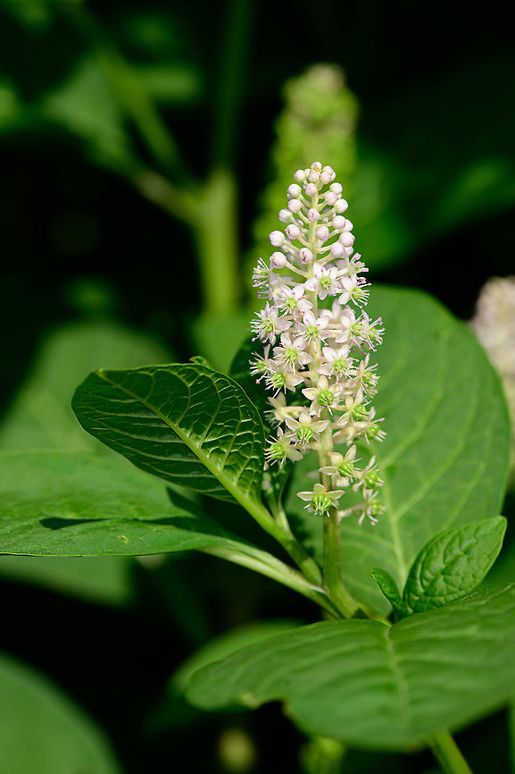 Indian Pokeweed, Heesch, Netherlands Found in our small backyard yet we never planted it ourselves. It&#039;s a huge plant with relatively big leafs.<br />
<figure class="photo"><a href="https://www.jungledragon.com/image/99160/indian_pokeweed_-_pre_blooming_heesch_netherlands.html" title="Indian Pokeweed - pre blooming, Heesch, Netherlands"><img src="https://s3.amazonaws.com/media.jungledragon.com/images/2/99160_thumb.jpg?AWSAccessKeyId=05GMT0V3GWVNE7GGM1R2&Expires=1769040010&Signature=WimAT9F8NKa6Spgerf5n9jICWzM%3D" width="200" height="150" alt="Indian Pokeweed - pre blooming, Heesch, Netherlands Found in our small backyard yet we never planted it ourselves. It&#039;s a huge plant with relatively big leafs.<br />
https://www.jungledragon.com/image/99159/indian_pokeweed_heesch_netherlands.html<br />
https://www.jungledragon.com/image/99161/indian_pokeweed_-_white_flowers_heesch_netherlands.html Europe,Heesch,Indian pokeweed,Netherlands,Phytolacca acinosa,World" /></a></figure><br />
<figure class="photo"><a href="https://www.jungledragon.com/image/99161/indian_pokeweed_-_white_flowers_heesch_netherlands.html" title="Indian Pokeweed - white flowers, Heesch, Netherlands"><img src="https://s3.amazonaws.com/media.jungledragon.com/images/2/99161_thumb.jpg?AWSAccessKeyId=05GMT0V3GWVNE7GGM1R2&Expires=1769040010&Signature=3k9mcAcsG1dvpL7mcTZEFIAZ1QA%3D" width="106" height="152" alt="Indian Pokeweed - white flowers, Heesch, Netherlands Found in our small backyard yet we never planted it ourselves. It&#039;s a huge plant with relatively big leafs.<br />
https://www.jungledragon.com/image/99160/indian_pokeweed_-_pre_blooming_heesch_netherlands.html<br />
https://www.jungledragon.com/image/99161/indian_pokeweed_-_white_flowers_heesch_netherlands.html Europe,Heesch,Indian pokeweed,Netherlands,Phytolacca acinosa,World" /></a></figure> Europe,Heesch,Indian pokeweed,Netherlands,Phytolacca acinosa,World