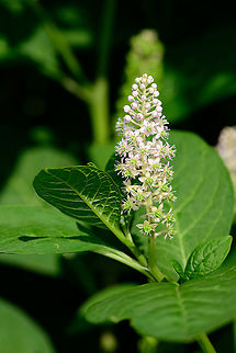 Indian Pokeweed, Heesch, Netherlands Found in our small backyard yet we never planted it ourselves. It's a huge plant with relatively big leafs.
https://www.jungledragon.com/image/99160/indian_pokeweed_-_pre_blooming_heesch_netherlands.html
https://www.jungledragon.com/image/99161/indian_pokeweed_-_white_flowers_heesch_netherlands.html Europe,Heesch,Indian pokeweed,Netherlands,Phytolacca acinosa,World