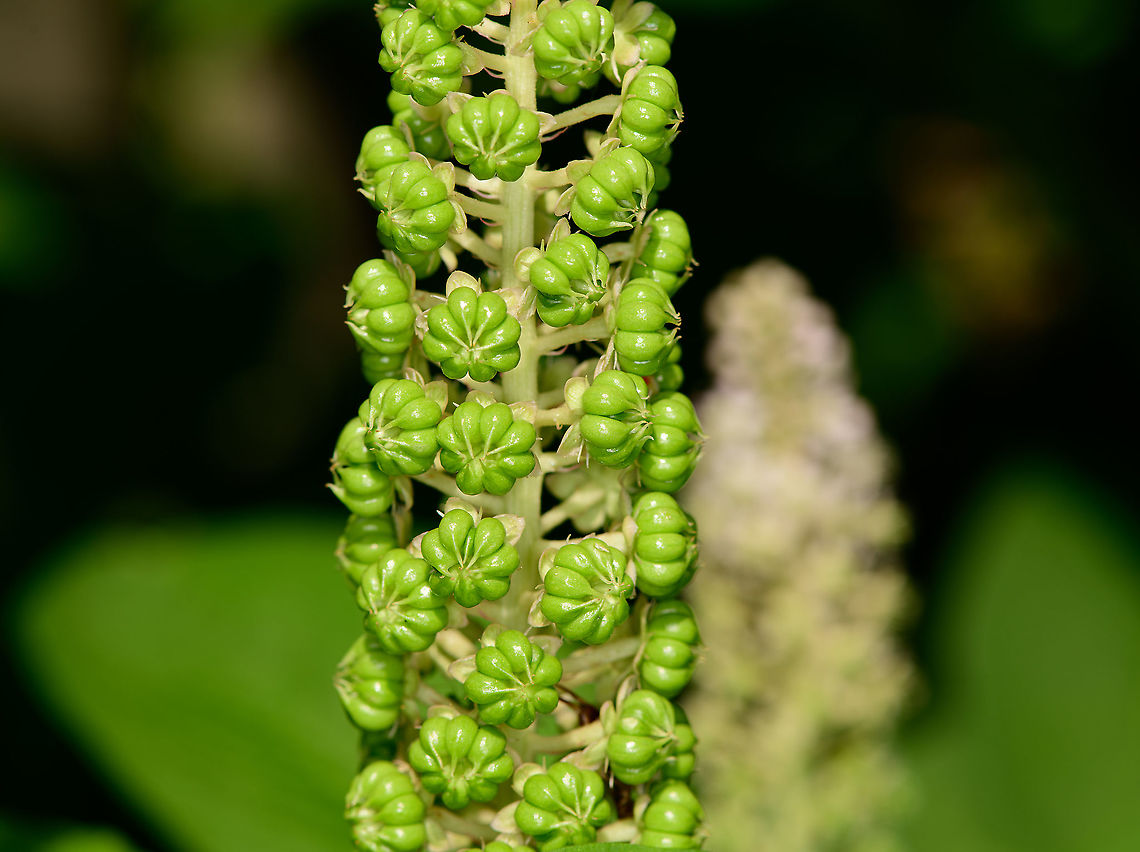 Indian Pokeweed - pre blooming, Heesch, Netherlands Found in our small backyard yet we never planted it ourselves. It&#039;s a huge plant with relatively big leafs.<br />
<figure class="photo"><a href="https://www.jungledragon.com/image/99159/indian_pokeweed_heesch_netherlands.html" title="Indian Pokeweed, Heesch, Netherlands"><img src="https://s3.amazonaws.com/media.jungledragon.com/images/2/99159_thumb.jpg?AWSAccessKeyId=05GMT0V3GWVNE7GGM1R2&Expires=1759968010&Signature=Zsa02402VBrj4q36FZNdCnRfUaw%3D" width="102" height="152" alt="Indian Pokeweed, Heesch, Netherlands Found in our small backyard yet we never planted it ourselves. It&#039;s a huge plant with relatively big leafs.<br />
https://www.jungledragon.com/image/99160/indian_pokeweed_-_pre_blooming_heesch_netherlands.html<br />
https://www.jungledragon.com/image/99161/indian_pokeweed_-_white_flowers_heesch_netherlands.html Europe,Heesch,Indian pokeweed,Netherlands,Phytolacca acinosa,World" /></a></figure><br />
<figure class="photo"><a href="https://www.jungledragon.com/image/99161/indian_pokeweed_-_white_flowers_heesch_netherlands.html" title="Indian Pokeweed - white flowers, Heesch, Netherlands"><img src="https://s3.amazonaws.com/media.jungledragon.com/images/2/99161_thumb.jpg?AWSAccessKeyId=05GMT0V3GWVNE7GGM1R2&Expires=1759968010&Signature=6Hq6mgo6Z16bF2ZosCaCrnaUNmM%3D" width="106" height="152" alt="Indian Pokeweed - white flowers, Heesch, Netherlands Found in our small backyard yet we never planted it ourselves. It&#039;s a huge plant with relatively big leafs.<br />
https://www.jungledragon.com/image/99160/indian_pokeweed_-_pre_blooming_heesch_netherlands.html<br />
https://www.jungledragon.com/image/99161/indian_pokeweed_-_white_flowers_heesch_netherlands.html Europe,Heesch,Indian pokeweed,Netherlands,Phytolacca acinosa,World" /></a></figure> Europe,Heesch,Indian pokeweed,Netherlands,Phytolacca acinosa,World