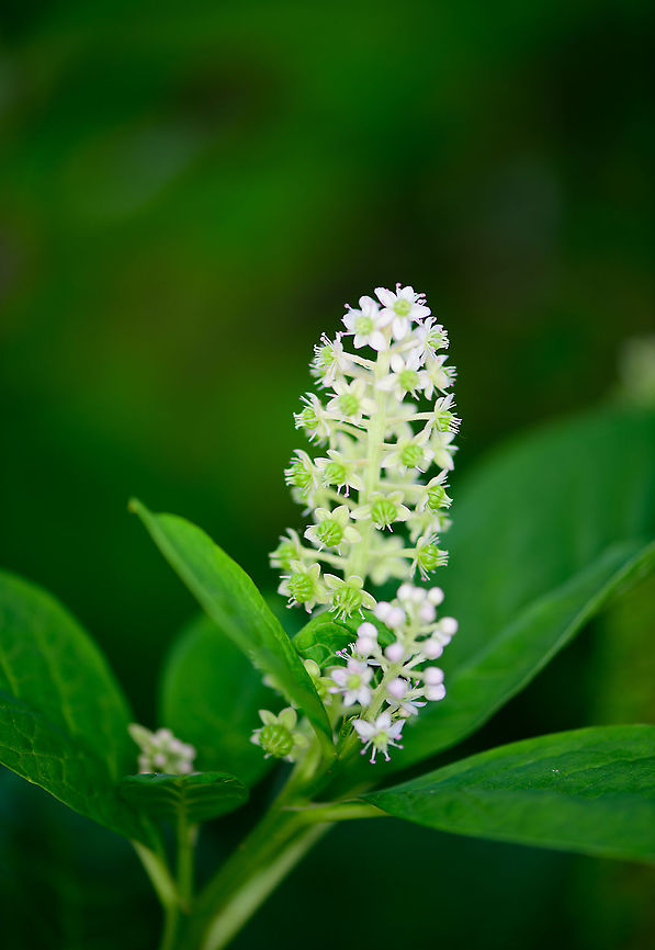 Indian Pokeweed - white flowers, Heesch, Netherlands Found in our small backyard yet we never planted it ourselves. It&#039;s a huge plant with relatively big leafs.<br />
<figure class="photo"><a href="https://www.jungledragon.com/image/99160/indian_pokeweed_-_pre_blooming_heesch_netherlands.html" title="Indian Pokeweed - pre blooming, Heesch, Netherlands"><img src="https://s3.amazonaws.com/media.jungledragon.com/images/2/99160_thumb.jpg?AWSAccessKeyId=05GMT0V3GWVNE7GGM1R2&Expires=1759968010&Signature=aqOaNizxq9VL2MzqCdawvmDVDyA%3D" width="200" height="150" alt="Indian Pokeweed - pre blooming, Heesch, Netherlands Found in our small backyard yet we never planted it ourselves. It&#039;s a huge plant with relatively big leafs.<br />
https://www.jungledragon.com/image/99159/indian_pokeweed_heesch_netherlands.html<br />
https://www.jungledragon.com/image/99161/indian_pokeweed_-_white_flowers_heesch_netherlands.html Europe,Heesch,Indian pokeweed,Netherlands,Phytolacca acinosa,World" /></a></figure><br />
<figure class="photo"><a href="https://www.jungledragon.com/image/99161/indian_pokeweed_-_white_flowers_heesch_netherlands.html" title="Indian Pokeweed - white flowers, Heesch, Netherlands"><img src="https://s3.amazonaws.com/media.jungledragon.com/images/2/99161_thumb.jpg?AWSAccessKeyId=05GMT0V3GWVNE7GGM1R2&Expires=1759968010&Signature=6Hq6mgo6Z16bF2ZosCaCrnaUNmM%3D" width="106" height="152" alt="Indian Pokeweed - white flowers, Heesch, Netherlands Found in our small backyard yet we never planted it ourselves. It&#039;s a huge plant with relatively big leafs.<br />
https://www.jungledragon.com/image/99160/indian_pokeweed_-_pre_blooming_heesch_netherlands.html<br />
https://www.jungledragon.com/image/99161/indian_pokeweed_-_white_flowers_heesch_netherlands.html Europe,Heesch,Indian pokeweed,Netherlands,Phytolacca acinosa,World" /></a></figure> Europe,Heesch,Indian pokeweed,Netherlands,Phytolacca acinosa,World