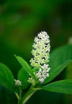 Indian Pokeweed - white flowers, Heesch, Netherlands Found in our small backyard yet we never planted it ourselves. It's a huge plant with relatively big leafs.<br />
https://www.jungledragon.com/image/99160/indian_pokeweed_-_pre_blooming_heesch_netherlands.html<br />
https://www.jungledragon.com/image/99161/indian_pokeweed_-_white_flowers_heesch_netherlands.html Europe,Heesch,Indian pokeweed,Netherlands,Phytolacca acinosa,World