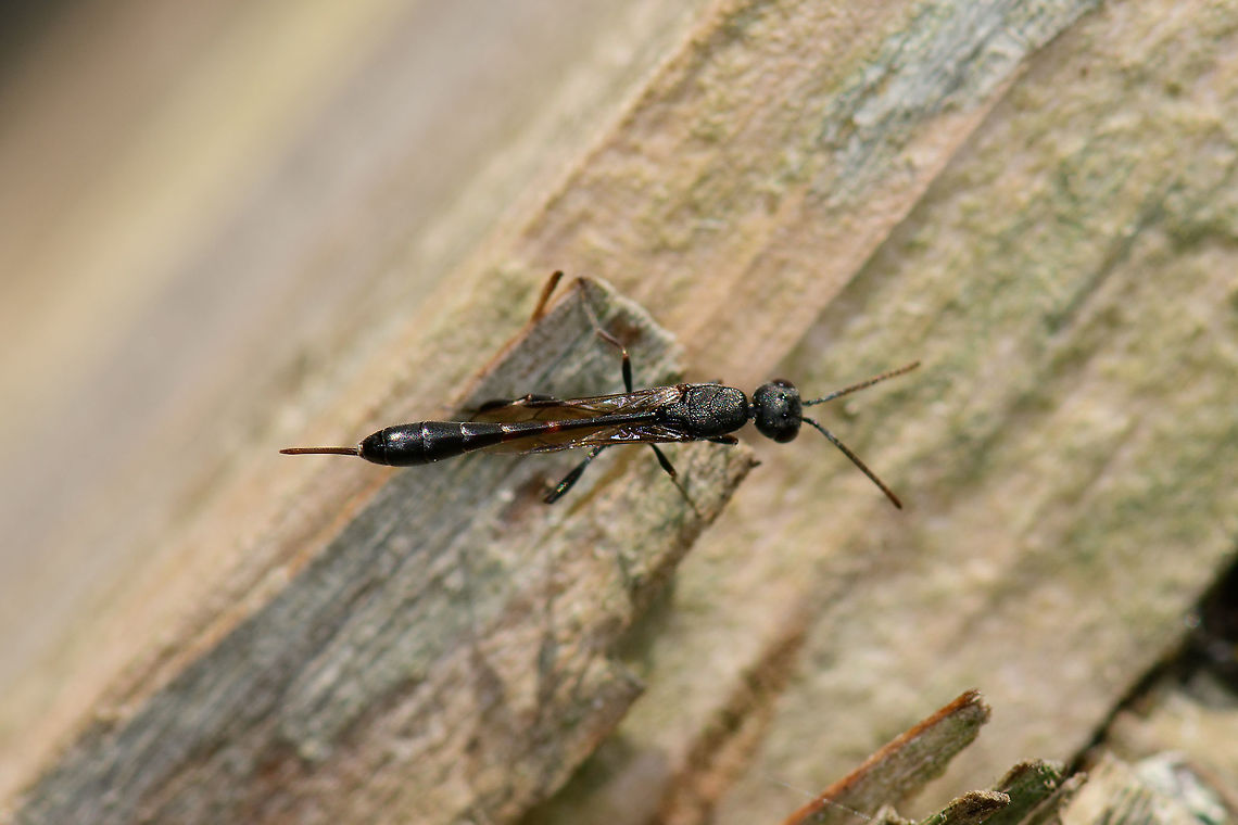 Carrot Wasp - closeup, Heesch, Netherlands Found in the garden on our old insect hotel. First guess is Gasteruptiidae (Carrot wasps), but unsure. Note the small red ring on the waist.<br />
<figure class="photo"><a href="https://www.jungledragon.com/image/99163/carrot_wasp_heesch_netherlands.html" title="Carrot Wasp? Heesch, Netherlands"><img src="https://s3.amazonaws.com/media.jungledragon.com/images/2/99163_thumb.jpg?AWSAccessKeyId=05GMT0V3GWVNE7GGM1R2&Expires=1759968010&Signature=o9C3e2ShF0ZLkVi4v4VZHVjuTpg%3D" width="200" height="134" alt="Carrot Wasp? Heesch, Netherlands Found in the garden on our old insect hotel. First guess is Gasteruptiidae (Carrot wasps), but unsure. Note the small red ring on the waist.<br />
https://www.jungledragon.com/image/99162/carrot_wasp_-_closeup_heesch_netherlands.html Europe,Heesch,Netherlands,World" /></a></figure> Europe,Heesch,Netherlands,World