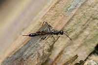 Carrot Wasp - closeup, Heesch, Netherlands Found in the garden on our old insect hotel. First guess is Gasteruptiidae (Carrot wasps), but unsure. Note the small red ring on the waist.<br />
https://www.jungledragon.com/image/99163/carrot_wasp_heesch_netherlands.html Europe,Heesch,Netherlands,World
