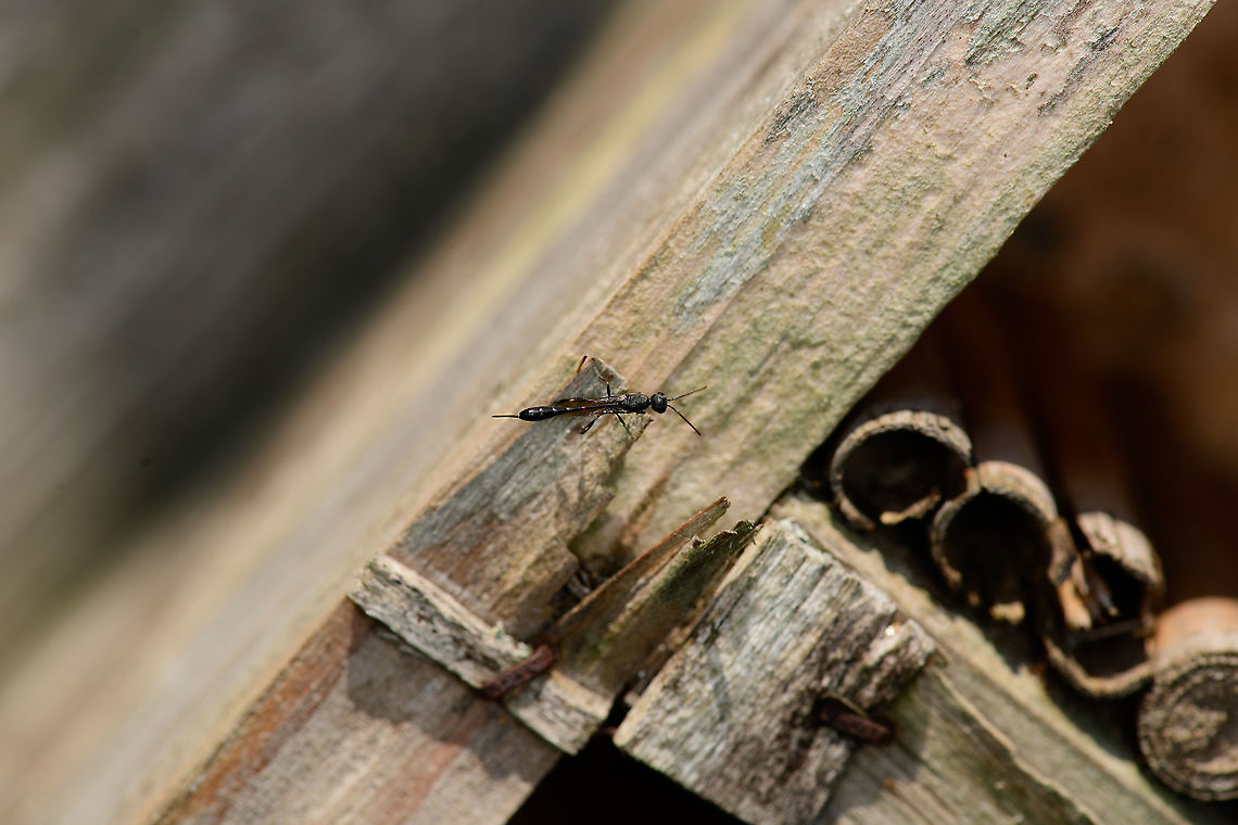 Carrot Wasp? Heesch, Netherlands Found in the garden on our old insect hotel. First guess is Gasteruptiidae (Carrot wasps), but unsure. Note the small red ring on the waist.<br />
<figure class="photo"><a href="https://www.jungledragon.com/image/99162/carrot_wasp_-_closeup_heesch_netherlands.html" title="Carrot Wasp - closeup, Heesch, Netherlands"><img src="https://s3.amazonaws.com/media.jungledragon.com/images/2/99162_thumb.jpg?AWSAccessKeyId=05GMT0V3GWVNE7GGM1R2&Expires=1767225610&Signature=rLFY%2BfcoedbRqcPRvgV5%2FiOtY58%3D" width="200" height="134" alt="Carrot Wasp - closeup, Heesch, Netherlands Found in the garden on our old insect hotel. First guess is Gasteruptiidae (Carrot wasps), but unsure. Note the small red ring on the waist.<br />
https://www.jungledragon.com/image/99163/carrot_wasp_heesch_netherlands.html Europe,Heesch,Netherlands,World" /></a></figure> Europe,Heesch,Netherlands,World