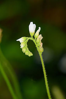 Cape Sundew blooming flower, Heesch, Netherlands Purchased this flower 3 months earlier. Cape Sundew,Drosera capensis,Europe,Heesch,Netherlands,World