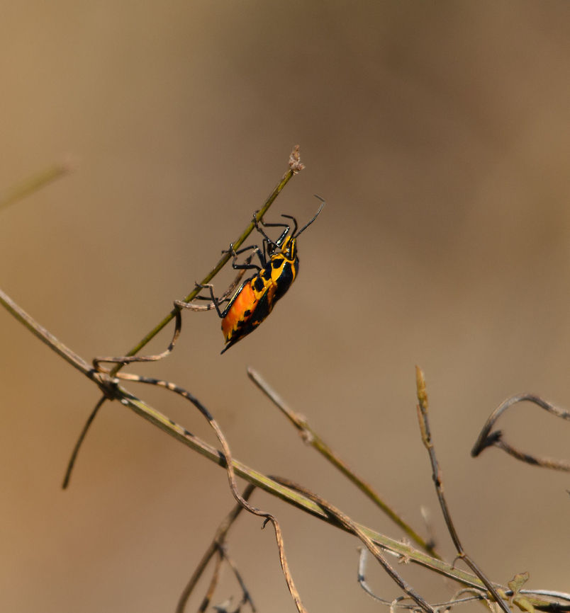 Side view of orange stink bug in Spiny Forest This shot shows the very bright orange belly of this mysterious shield bug (Agaeus bicolor). Agaeus bicolor,Ifaty,Madagascar,Spiny Forest