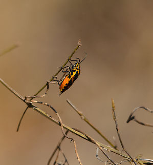 Side view of orange stink bug in Spiny Forest This shot shows the very bright orange belly of this mysterious shield bug (Agaeus bicolor). Agaeus bicolor,Ifaty,Madagascar,Spiny Forest