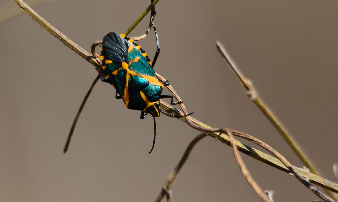 Large bright orange shield bug or stink bug in Madagascar There goes my hope of this being a real new specie discovery, as suggested by the guide. I found one other guy on the web having identified it before. This bug flies around a lot and has a very bright orange belly, which attracted our attention is the otherwise colorless Spiny forest of Madagascar. Agaeus bicolor,Ifaty,Madagascar,Spiny Forest