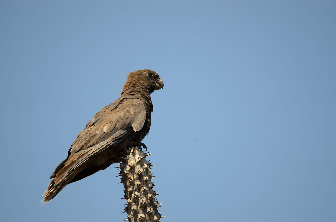 Lesser Vasa Parrot in Spiny Forest, Madagascar Sadly, parrots in Madagascar aren&#039;t known for their bright colors. Still cool that this bird can sustain in such a harsh environment that is the Spiny Forest. Coracopsis nigra,Ifaty,Lesser Vasa Parrot,Madagascar,Spiny Forest