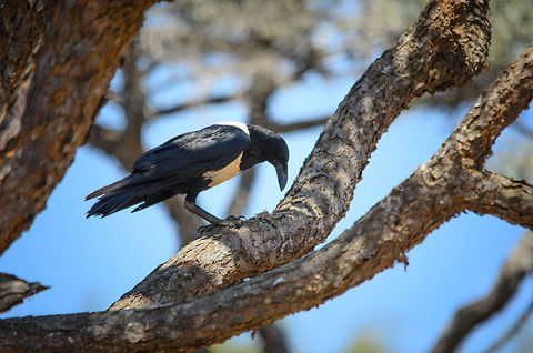Pied Crow closeup in Spiny Forest of Madagascar First and only closeup we managed to get of this ultra intelligent and social large bird.  Corvus albus,Ifaty,Madagascar,Pied Crow,Spiny Forest