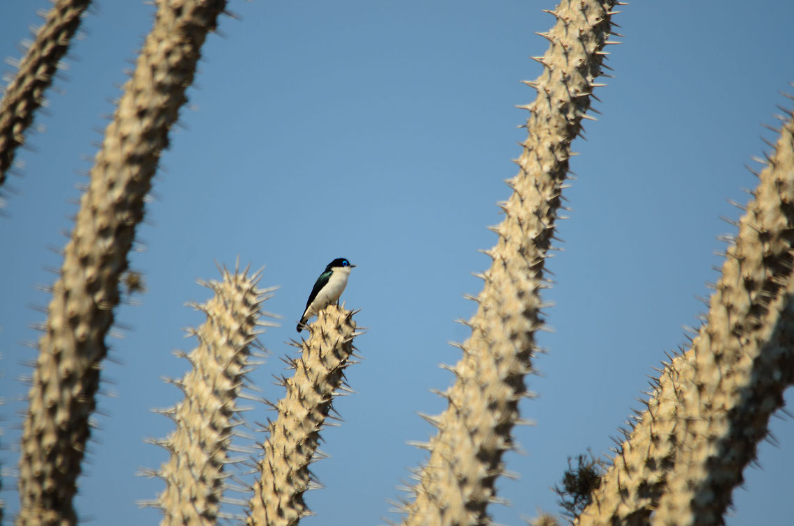 Chabert's Vanga in Spiny Forest of Madagascar  Chabert Vanga,Ifaty,Leptopterus chabert,Madagascar,Spiny Forest