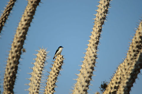 Chabert's Vanga in Spiny Forest of Madagascar  Chabert Vanga,Ifaty,Leptopterus chabert,Madagascar,Spiny Forest