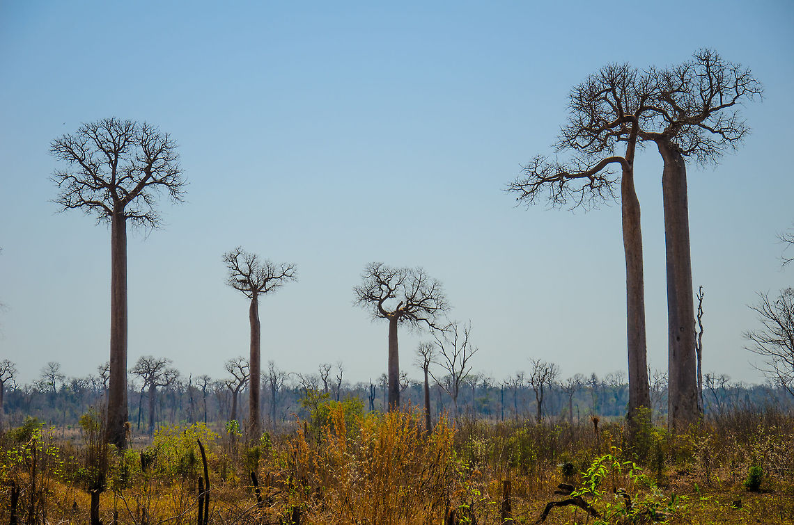 Young Adansonia grandidieri baobabs Enjoy them while you can, because one of the major threats to baobabs in Madagascar is the lack of new young baobabs. They simple don&#039;t get a chance to develop.  Adansonia grandidieri,Baobab Avenue,Geotagged,Madagascar
