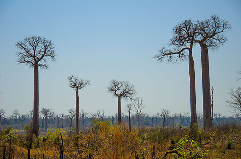 Young Adansonia grandidieri baobabs Enjoy them while you can, because one of the major threats to baobabs in Madagascar is the lack of new young baobabs. They simple don't get a chance to develop.  Adansonia grandidieri,Baobab Avenue,Geotagged,Madagascar