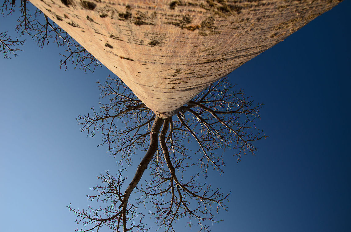 Adansonia grandidieri baobab frog perspective  Adansonia grandidieri,Baobab Avenue,Geotagged,Madagascar