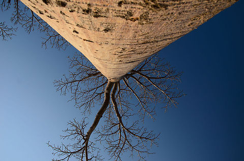 Adansonia grandidieri baobab frog perspective  Adansonia grandidieri,Baobab Avenue,Geotagged,Madagascar