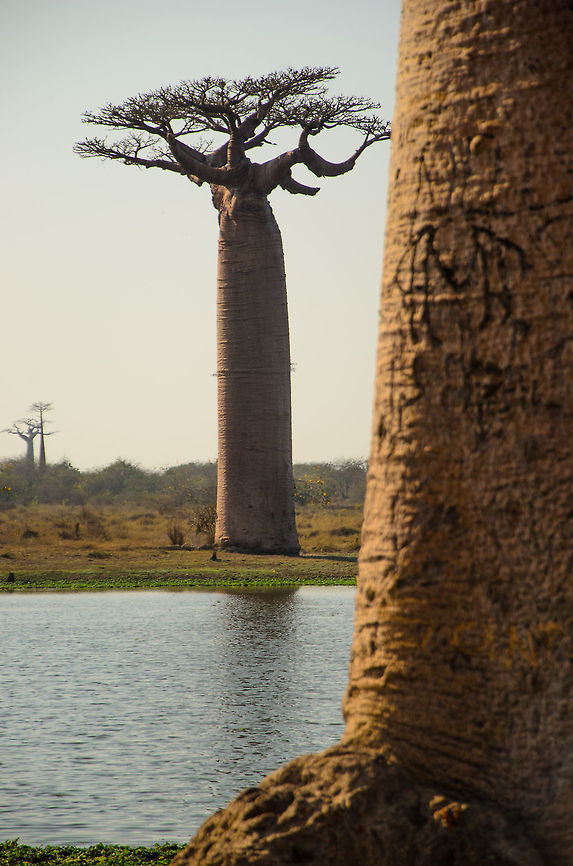 Two Adansonia grandidieris across water at Baobab avenue  Adansonia grandidieri,Baobab Avenue,Geotagged,Madagascar