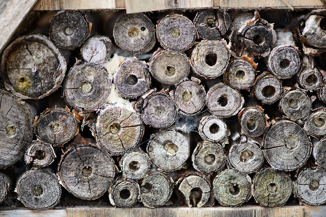 Insect hotel - closeup, Heesch, Netherlands Although an artificial habitat, it's still a habitat. This is a closeup of our 3 year old insect hotel. It's a standard/cheap model where later I learned they're not great, as the tubes are too short. Reality disagrees, it's always fully booked. <br />
<br />
There's also a section with bamboo sticks above it, yet it always gets wrecked by bigger birds.  Europe,Heesch,Netherlands,World