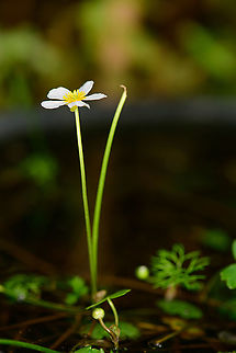Common water-crowfoot - side view, Heesch, Netherlands Purchased water plant for our mini pond, in bloom.
https://www.jungledragon.com/image/99274/common_water-crowfoot_heesch_netherlands.html Common water-crowfoot,Europe,Heesch,Netherlands,Ranunculus aquatilis,World