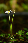 Common water-crowfoot - side view, Heesch, Netherlands Purchased water plant for our mini pond, in bloom.<br />
https://www.jungledragon.com/image/99274/common_water-crowfoot_heesch_netherlands.html Common water-crowfoot,Europe,Heesch,Netherlands,Ranunculus aquatilis,World