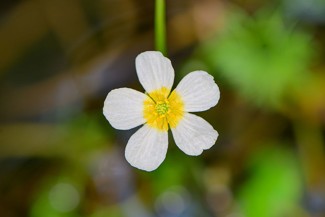 Common water-crowfoot, Heesch, Netherlands Purchased water plant for our mini pond, in bloom.<br />
<figure class="photo"><a href="https://www.jungledragon.com/image/99273/common_water-crowfoot_-_side_view_heesch_netherlands.html" title="Common water-crowfoot - side view, Heesch, Netherlands"><img src="https://s3.amazonaws.com/media.jungledragon.com/images/2/99273_thumb.jpg?AWSAccessKeyId=05GMT0V3GWVNE7GGM1R2&Expires=1769040010&Signature=kecJq7DzDqUDD3m2YfFXAtqFgl0%3D" width="102" height="152" alt="Common water-crowfoot - side view, Heesch, Netherlands Purchased water plant for our mini pond, in bloom.<br />
https://www.jungledragon.com/image/99274/common_water-crowfoot_heesch_netherlands.html Common water-crowfoot,Europe,Heesch,Netherlands,Ranunculus aquatilis,World" /></a></figure> Common water-crowfoot,Europe,Heesch,Netherlands,Ranunculus aquatilis,World
