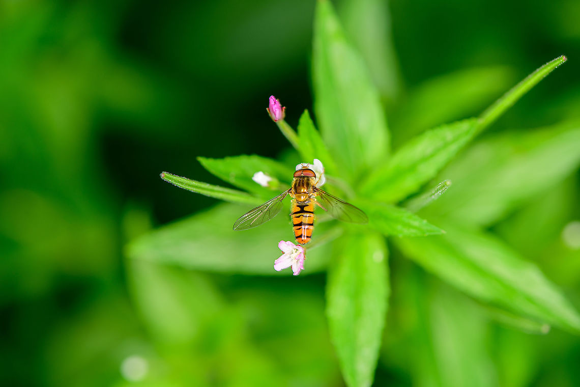 Marmalade hoverfly, Heesch, Netherlands On Epilobium ciliatum, in our backyard.<br />
<figure class="photo"><a href="https://www.jungledragon.com/image/97348/fringed_willowherb_heesch_netherlands.html" title="Fringed Willowherb, Heesch, Netherlands"><img src="https://s3.amazonaws.com/media.jungledragon.com/images/2/97348_thumb.jpg?AWSAccessKeyId=05GMT0V3GWVNE7GGM1R2&Expires=1770854410&Signature=jtlTlzexX%2BTm5Gg85ZUvUY7jdb4%3D" width="200" height="134" alt="Fringed Willowherb, Heesch, Netherlands From our garden. This plant has overtaken a section of our garden that used to have Lavandula. We didn't plant it, it just happened. It's a very tall plant (1-1.5m) with tiny flowers.<br />
https://www.jungledragon.com/image/97349/small_hoverfly_on_fringed_willowherb_heesch_netherlands.html Epilobium ciliatum,Europe,Fringed Willowherb,Heesch,Netherlands,World" /></a></figure> Episyrphus balteatus,Europe,Heesch,Marmalade hoverfly,Netherlands,World