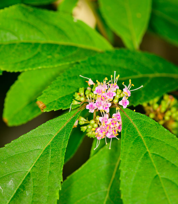 American Beautyberry, Heesch, Netherlands Cultivated, in our backyard. American Beautyberry,Callicarpa americana,Europe,Heesch,Netherlands,World