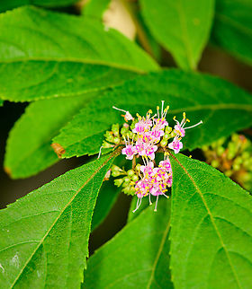 American Beautyberry, Heesch, Netherlands Cultivated, in our backyard. American Beautyberry,Callicarpa americana,Europe,Heesch,Netherlands,World