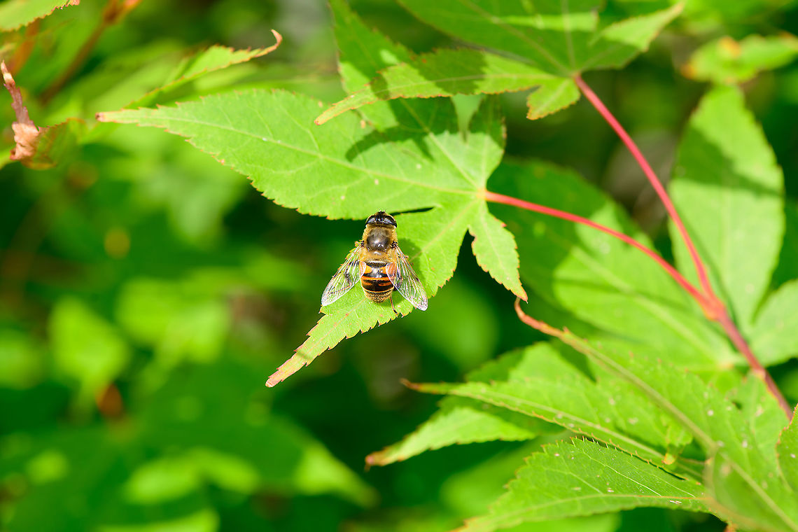 Common Drone Fly, Heesch, Netherlands A pretty chubby hover fly species that is common. Eristalis tenax,Europe,Heesch,Netherlands,World