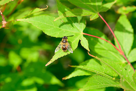 Common Drone Fly, Heesch, Netherlands A pretty chubby hover fly species that is common. Eristalis tenax,Europe,Heesch,Netherlands,World