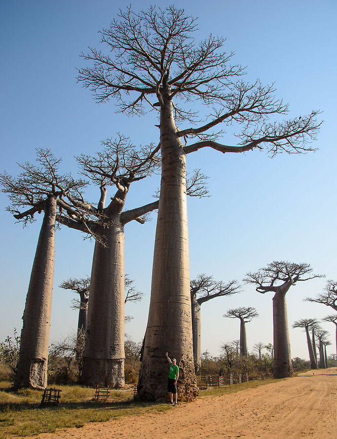 Me on Baobab avenue I&#039;m the little green insect at the foot of this Adansonia grandidieri baobab tree. Adansonia grandidieri,Baobab Avenue,Geotagged,Madagascar