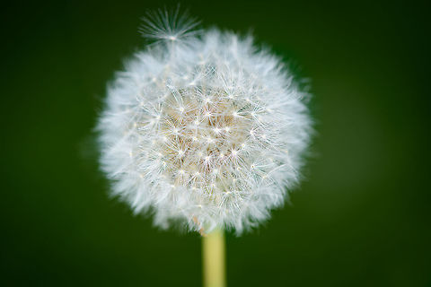 Common Dandelion - closeup, Heesch, Netherlands https://www.jungledragon.com/image/99283/common_dandelion_-_closeup_2_heesch_netherlands.html Common dandelion,Europe,Heesch,Netherlands,Taraxacum officinale,World