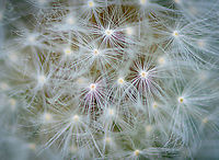 Common Dandelion - closeup 2, Heesch, Netherlands https://www.jungledragon.com/image/99282/common_dandelion_-_closeup_heesch_netherlands.html Common dandelion,Europe,Heesch,Netherlands,Taraxacum officinale,World