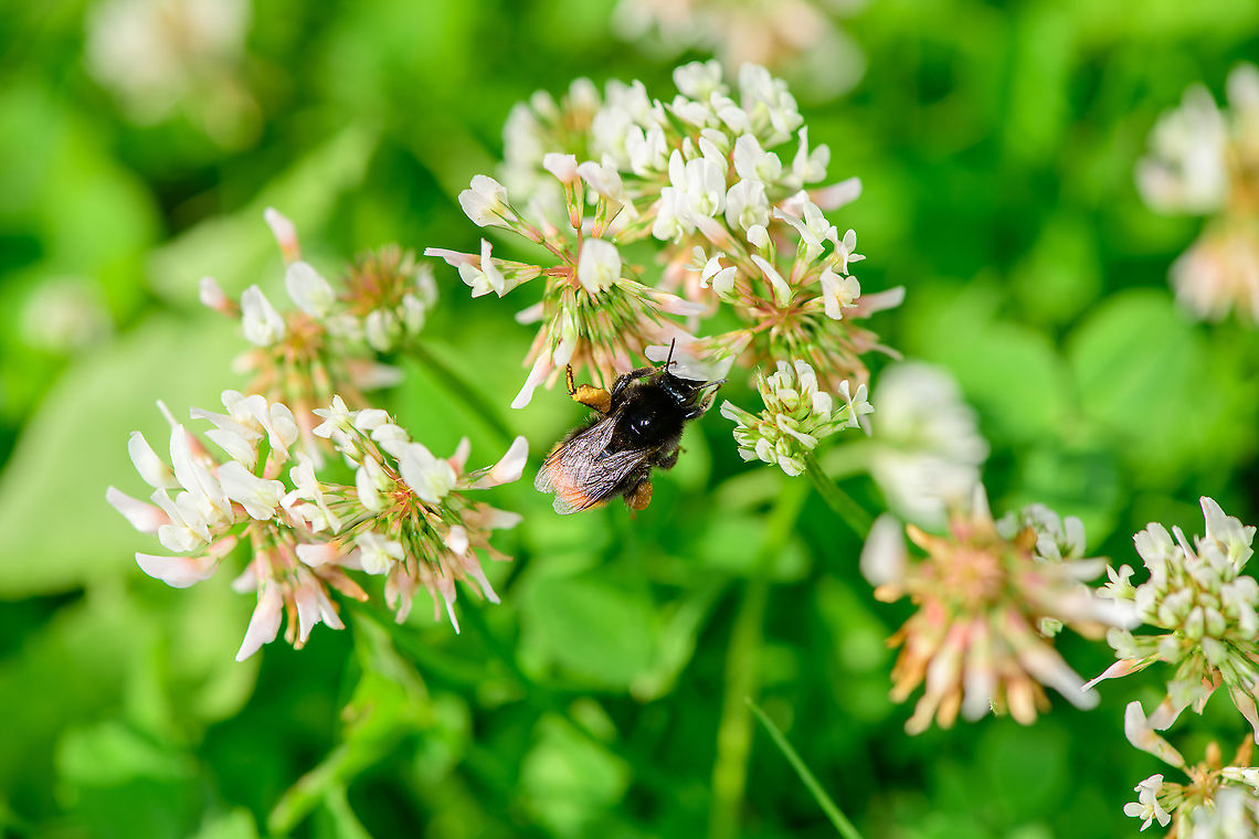 Red-tailed bumblebee, Heesch, Netherlands On clover, in our backyard. This is the female. Species is all black except for the "tail". Legs are black too, yet in this photo covered with pollen. <br />
<br />
This is the 3rd bumblebee species found on the same group of clover plants, here's the other 2:<br />
<figure class="photo"><a href="https://www.jungledragon.com/image/97690/buff-tailed_bumblebee_on_white_clover_heesch_netherlands.html" title="Buff-tailed bumblebee on White Clover, Heesch, Netherlands"><img src="https://s3.amazonaws.com/media.jungledragon.com/images/2/97690_thumb.jpg?AWSAccessKeyId=05GMT0V3GWVNE7GGM1R2&Expires=1763596810&Signature=gB9Fchb4%2BimZDRSPXX9Vo%2FmzKyc%3D" width="152" height="152" alt="Buff-tailed bumblebee on White Clover, Heesch, Netherlands Second species of bumblebee found in our garden targeting white clover. Keys for this species are:<br />
- Tip of abdomen light-haired (white)<br />
- Bottom part of thorax black-haired<br />
<br />
This combination sets it apart from Bombus hortorum.<br />
<br />
The other species found:<br />
https://www.jungledragon.com/image/97689/common_carder-bee_on_white_clover_heesch_netherlands.html Bombus terrestris,Buff-tailed bumblebee,Europe,Heesch,Netherlands,World" /></a></figure><br />
<figure class="photo"><a href="https://www.jungledragon.com/image/97689/common_carder-bee_on_white_clover_heesch_netherlands.html" title="Common Carder-bee on White Clover, Heesch, Netherlands"><img src="https://s3.amazonaws.com/media.jungledragon.com/images/2/97689_thumb.jpg?AWSAccessKeyId=05GMT0V3GWVNE7GGM1R2&Expires=1763596810&Signature=1zrC4lidq5k9I5StxifDrmg%2B7rw%3D" width="200" height="192" alt="Common Carder-bee on White Clover, Heesch, Netherlands One of the perks of allowing Clover to grow on a lawn is the abundance of bumblebees making use of it. <br />
<br />
This is the most common species in the Netherlands. The colorful hair on the thorax is variable based on region, and can be yellow or orange. Key identification point (not seen from this angle) are the light hairs at the end of the abdomen.<br />
<br />
Second species of bumblebee found:<br />
https://www.jungledragon.com/image/97690/buff-tailed_bumblebee_on_white_clover_heesch_netherlands.html Bombus pascuorum,Common Carder-bee,Europe,Heesch,Netherlands,World" /></a></figure> Bombus lapidarius,Europe,Heesch,Netherlands,Red-tailed bumblebee,World