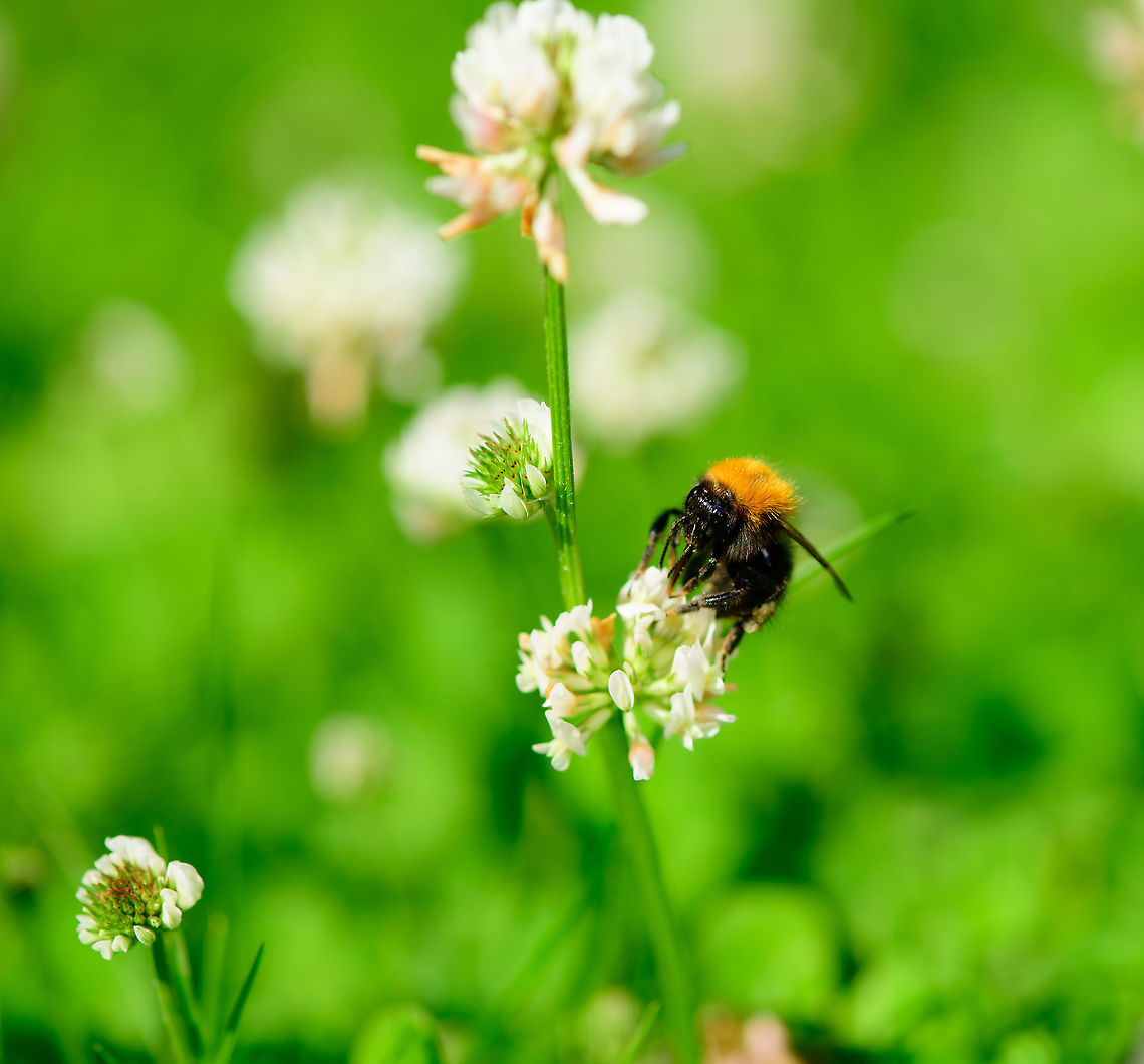 Common Carder-bee on White Clover - 2, Heesch, Netherlands  Bombus pascuorum,Common Carder-bee,Europe,Heesch,Netherlands,World