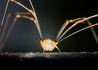 Canestrini's Harvestman - frontal, Heesch, Netherlands Found in our backyard on our beach umbrella, after which it fled to a garden chair. This is likely a sub-adult male.<br />
https://www.jungledragon.com/image/99288/canestrinis_harvestman_heesch_netherlands.html<br />
https://www.jungledragon.com/image/99287/canestrinis_harvestman_-_head_heesch_netherlands.html Canestrini's Harvestman,Europe,Heesch,Netherlands,Opilio canestrinii,World