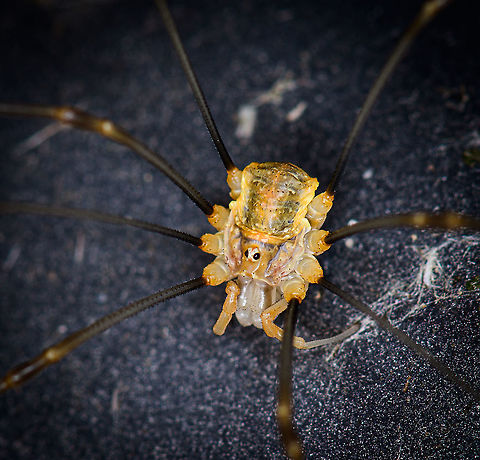 Canestrini's Harvestman - head, Heesch, Netherlands Found in our backyard on our beach umbrella, after which it fled to a garden chair. This is likely a sub-adult male.
https://www.jungledragon.com/image/99288/canestrinis_harvestman_heesch_netherlands.html
https://www.jungledragon.com/image/99286/canestrinis_harvestman_-_frontal_heesch_netherlands.html Canestrini's Harvestman,Europe,Heesch,Netherlands,Opilio canestrinii,World