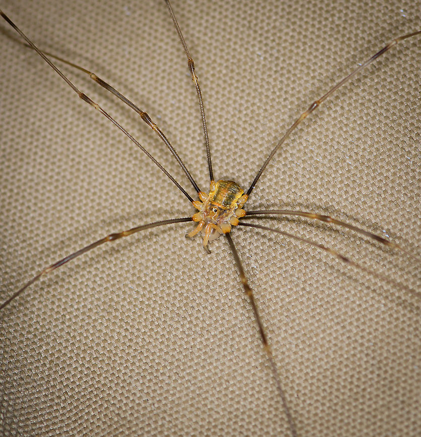 Canestrini's Harvestman, Heesch, Netherlands Found in our backyard on our beach umbrella, after which it fled to a garden chair. This is likely a sub-adult male.<br />
<figure class="photo"><a href="https://www.jungledragon.com/image/99287/canestrinis_harvestman_-_head_heesch_netherlands.html" title="Canestrini&#039;s Harvestman - head, Heesch, Netherlands"><img src="https://s3.amazonaws.com/media.jungledragon.com/images/2/99287_thumb.jpg?AWSAccessKeyId=05GMT0V3GWVNE7GGM1R2&Expires=1759968010&Signature=TyKAjlQnHw3fB%2B0G%2BJtYxxr7Ywo%3D" width="200" height="192" alt="Canestrini&#039;s Harvestman - head, Heesch, Netherlands Found in our backyard on our beach umbrella, after which it fled to a garden chair. This is likely a sub-adult male.<br />
https://www.jungledragon.com/image/99288/canestrinis_harvestman_heesch_netherlands.html<br />
https://www.jungledragon.com/image/99286/canestrinis_harvestman_-_frontal_heesch_netherlands.html Canestrini&#039;s Harvestman,Europe,Heesch,Netherlands,Opilio canestrinii,World" /></a></figure><br />
<figure class="photo"><a href="https://www.jungledragon.com/image/99286/canestrinis_harvestman_-_frontal_heesch_netherlands.html" title="Canestrini&#039;s Harvestman - frontal, Heesch, Netherlands"><img src="https://s3.amazonaws.com/media.jungledragon.com/images/2/99286_thumb.jpg?AWSAccessKeyId=05GMT0V3GWVNE7GGM1R2&Expires=1759968010&Signature=7MeCZjTt4uYMtDoZ0vFJuJFUR4Y%3D" width="200" height="142" alt="Canestrini&#039;s Harvestman - frontal, Heesch, Netherlands Found in our backyard on our beach umbrella, after which it fled to a garden chair. This is likely a sub-adult male.<br />
https://www.jungledragon.com/image/99288/canestrinis_harvestman_heesch_netherlands.html<br />
https://www.jungledragon.com/image/99287/canestrinis_harvestman_-_head_heesch_netherlands.html Canestrini&#039;s Harvestman,Europe,Heesch,Netherlands,Opilio canestrinii,World" /></a></figure> Europe,Heesch,Netherlands,Opilio canestrinii,World