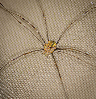 Canestrini's Harvestman, Heesch, Netherlands Found in our backyard on our beach umbrella, after which it fled to a garden chair. This is likely a sub-adult male.
https://www.jungledragon.com/image/99287/canestrinis_harvestman_-_head_heesch_netherlands.html
https://www.jungledragon.com/image/99286/canestrinis_harvestman_-_frontal_heesch_netherlands.html Europe,Heesch,Netherlands,Opilio canestrinii,World
