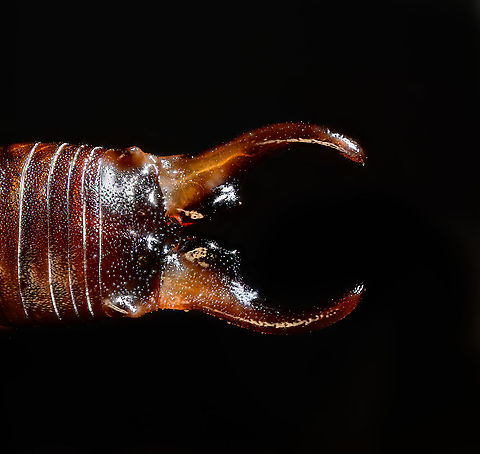 European earwig - Forceps, Heesch, Netherlands Extreme macro of the forceps of an European Earwig. The forceps is a flexible utility for defense, predation, and it has a role in mating behavior. It contains no venom and is made of the same material as the rest of the exoskeleton. European earwig,Extreme Macro,Forficula auricularia,The Netherlands,WeMacro