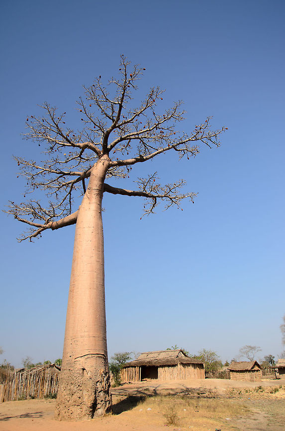 Adansonia grandidieri compared to village This Adansonia grandidieri is relatively young, only a few hundred years old, yet still towers over the village. Adansonia grandidieri,Baobab Avenue,Geotagged,Madagascar
